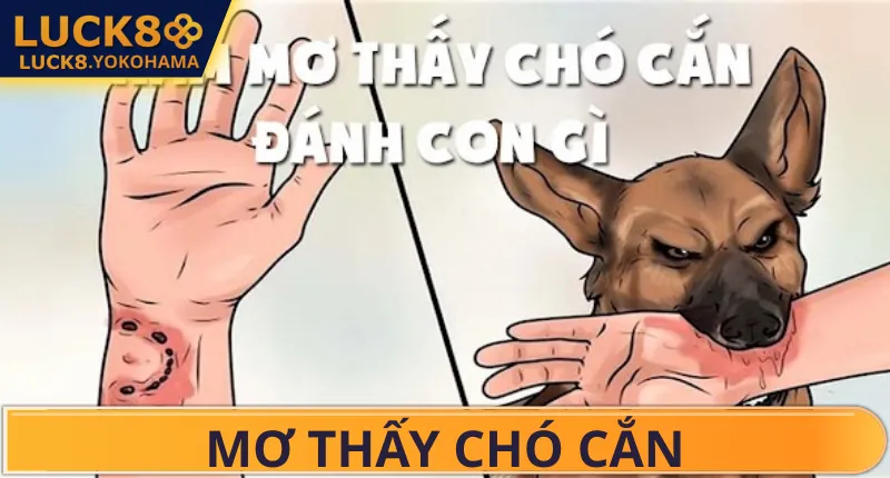 Mơ Chó Cắn Đánh Số Gì? LUCK8 Giải Mã Toàn Tập Điềm Báo Mơ thấy chó cắn vào tay là điềm gì