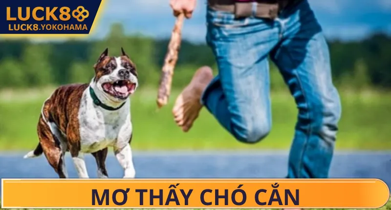 Mơ Chó Cắn Đánh Số Gì? LUCK8 Giải Mã Toàn Tập Điềm Báo Các cặp số lô đề khi mơ thấy chó cắn