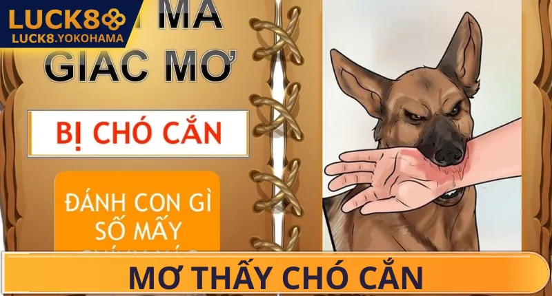 Mơ Chó Cắn Đánh Số Gì? LUCK8 Giải Mã Toàn Tập Điềm Báo Bí mật khi mơ thấy chó cắn