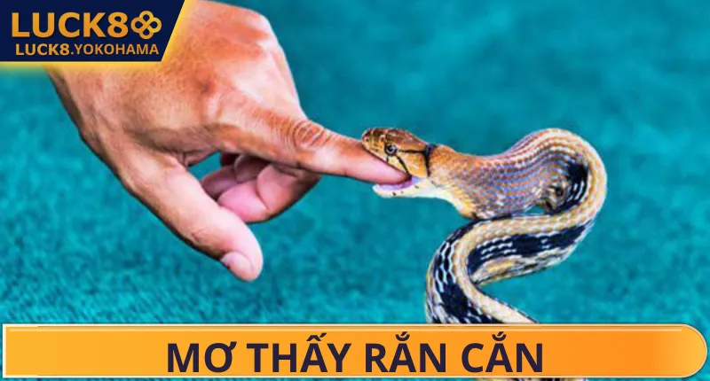 Mơ Thấy Rắn Cắn Đánh Số Gì? Giải Mã Điềm Báo 2026 Bí mật soi cầu khi mơ thấy rắn cắn kết hợp tâm linh và soi cầu