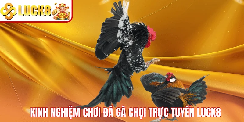 Đá Gà Chọi Trực Tuyến LUCK8 – Trải Nghiệm Cược Đỉnh Cao Kinh nghiệm chơi đá gà chọi trực tuyến LUCK8