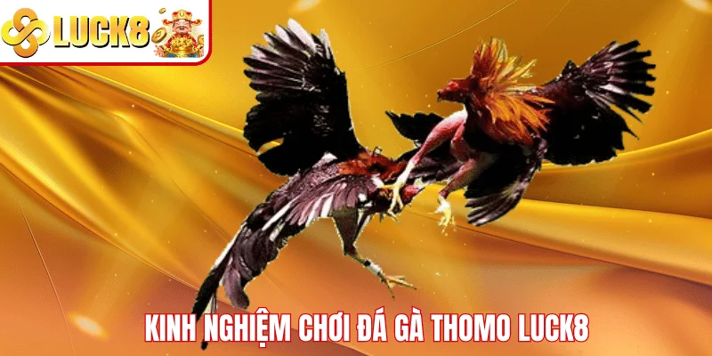 Đá Gà Thomo LUCK8 – Sân Chơi Giải Trí Dành Cho Kê Thủ Kinh nghiệm chơi đá gà Thomo LUCK8