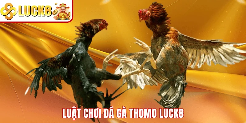 Đá Gà Thomo LUCK8 – Sân Chơi Giải Trí Dành Cho Kê Thủ Luật chơi đá gà Thomo LUCK8