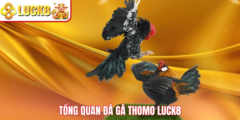 Đá Gà Thomo LUCK8 – Sân Chơi Giải Trí Dành Cho Kê Thủ Tổng quan đá gà Thomo LUCK8